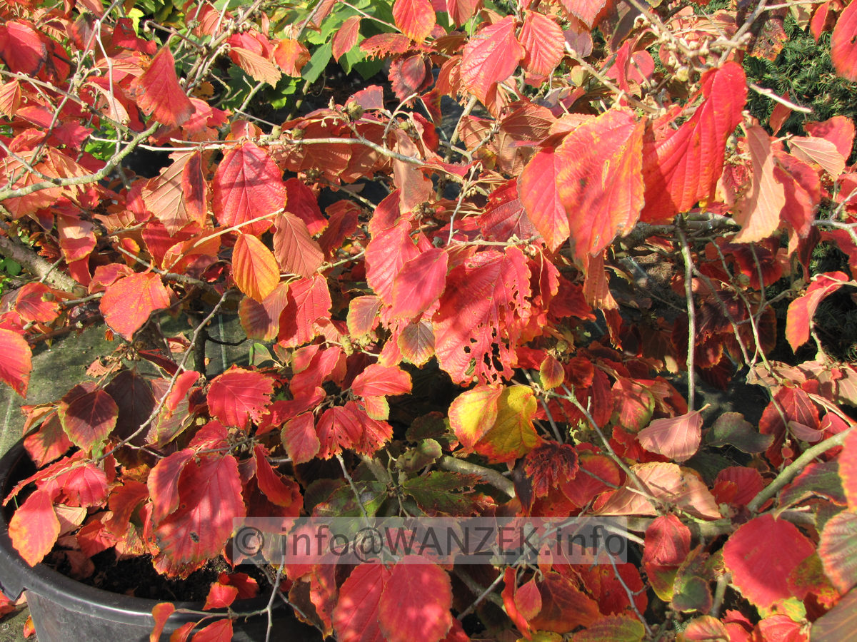 Hamamelis Diane Herbst2.JPG